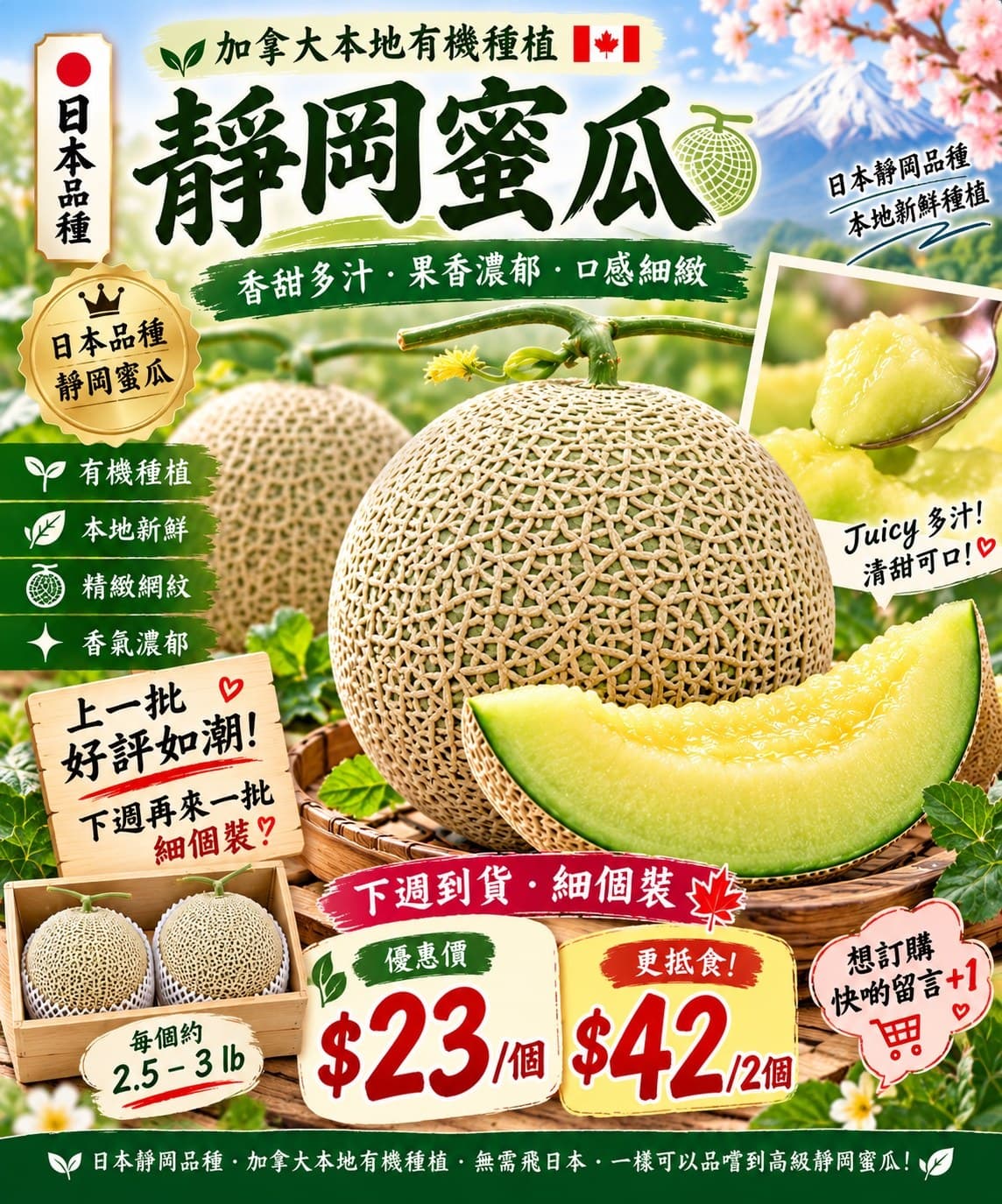 日本靜岡品種蜜瓜
