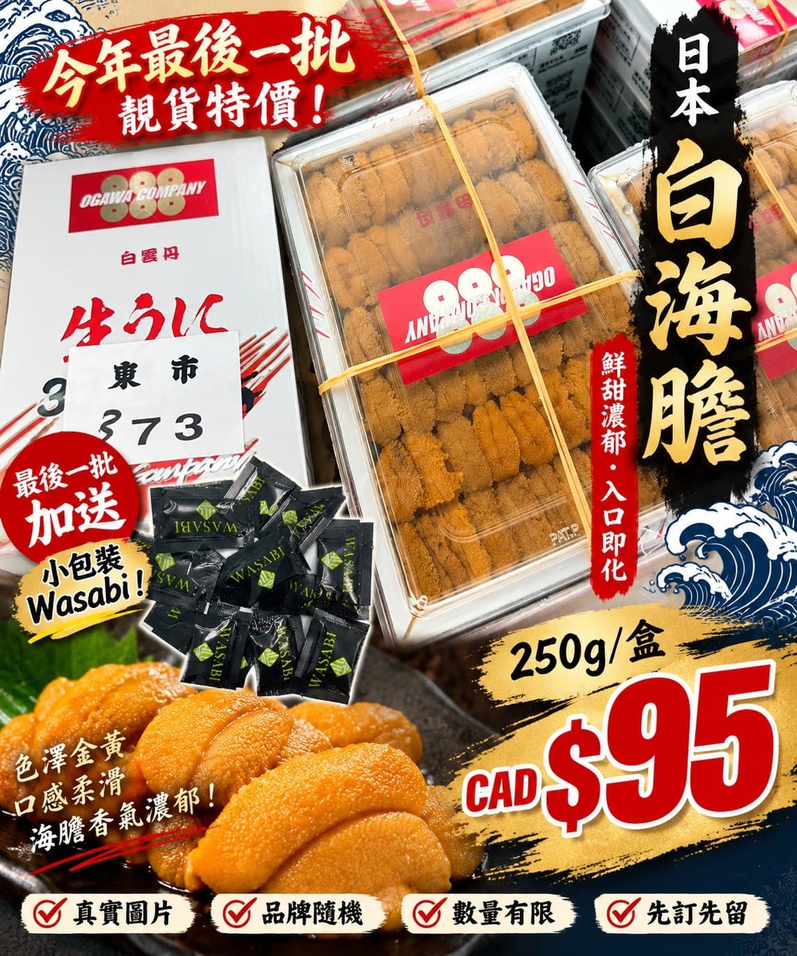 日本白海膽
