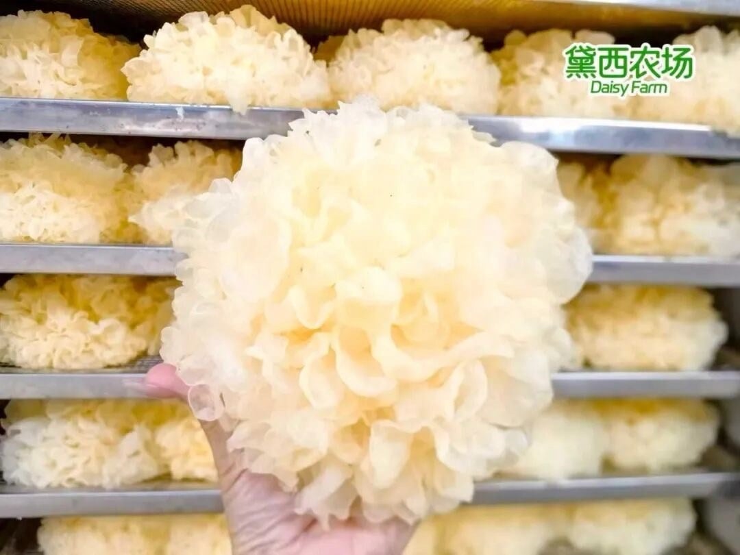 福建古田｜有機銀耳 (下單+1=2盒） (8)