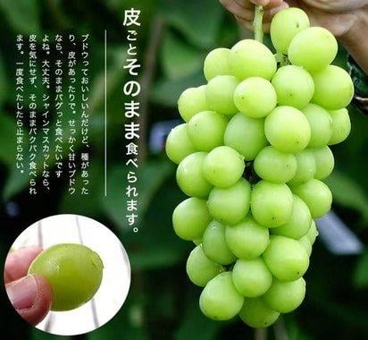 日本長野縣限定高級提子 (3)
