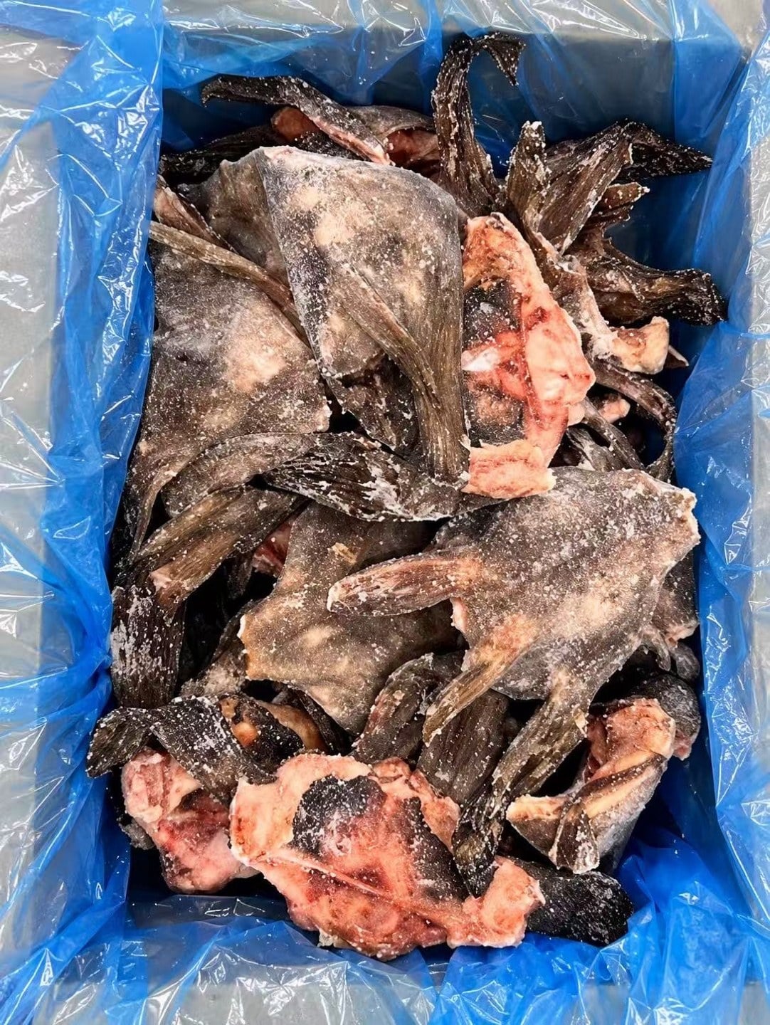 野生黑鱈魚頸肉（魚下巴） (2)
