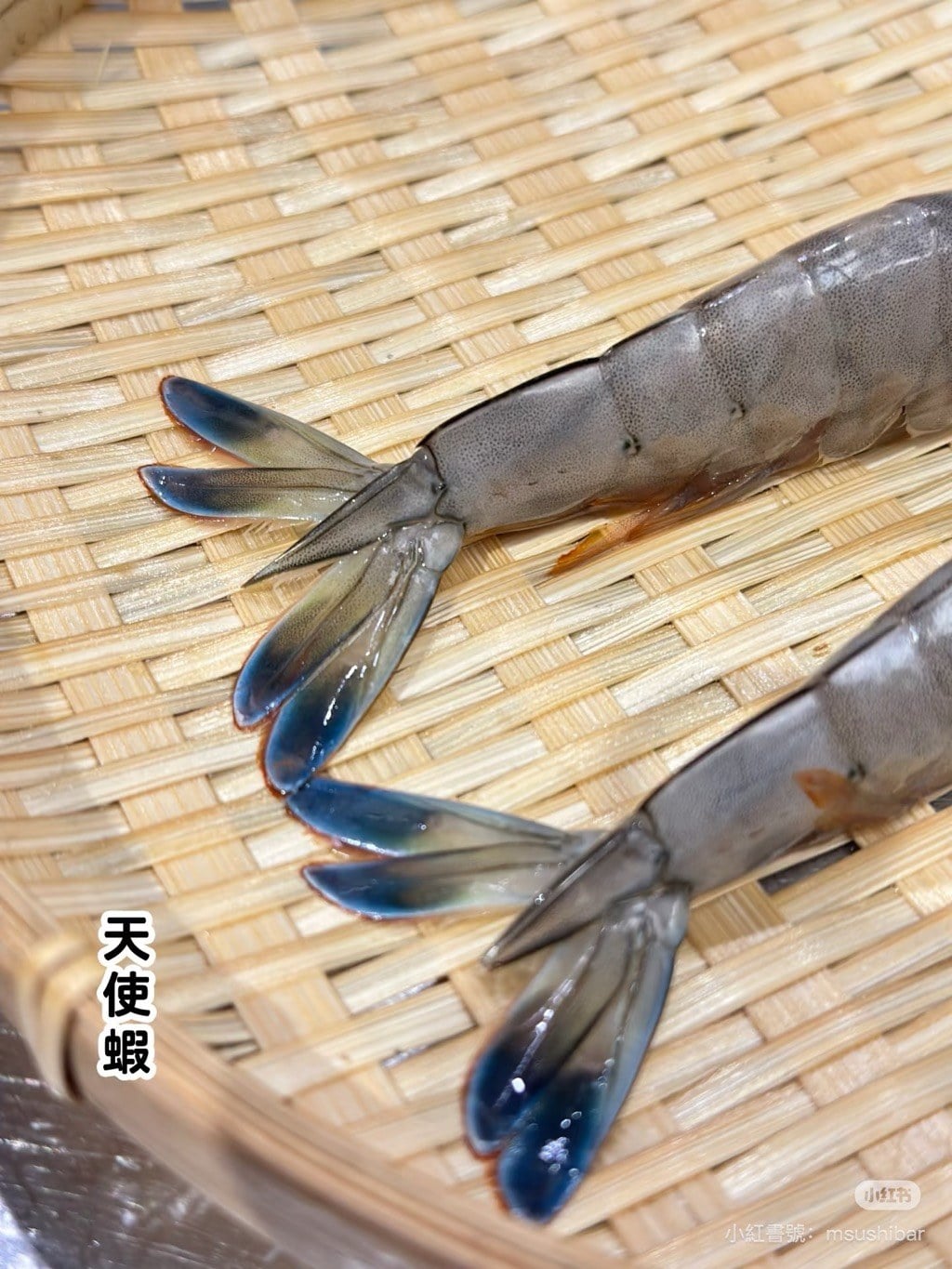 藍天使蝦 (4)