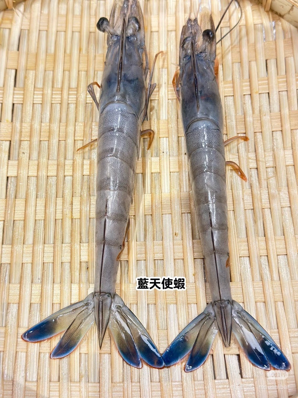 藍天使蝦 (5)