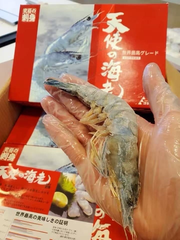 藍天使蝦 (2)
