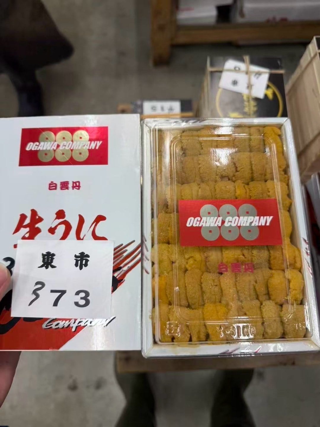 日本白海膽 (2)