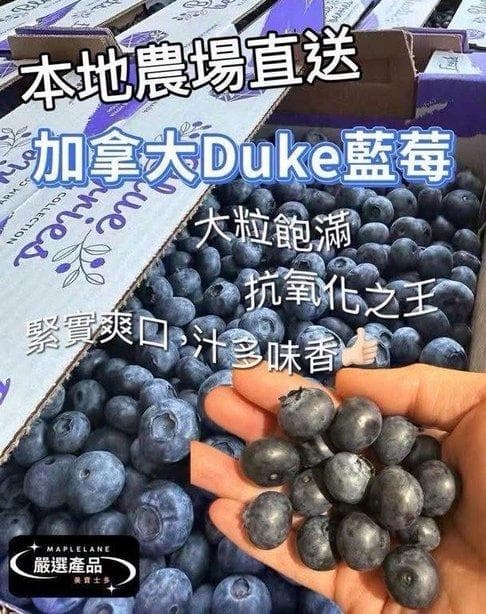 加拿大 Duke 藍莓 (第二批)