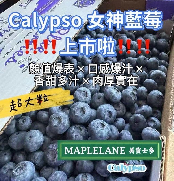 Calypso 女神藍莓 (7/30)