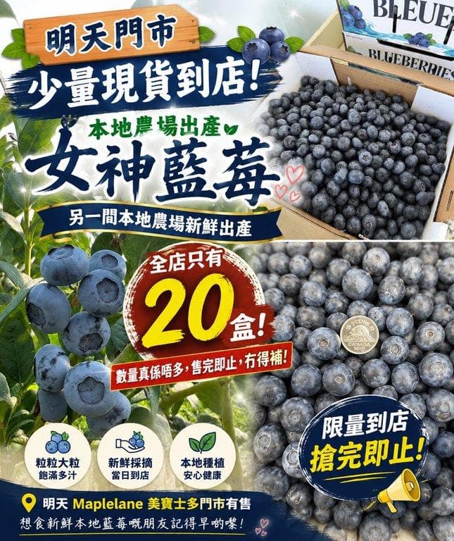 女神藍莓 (8/8)